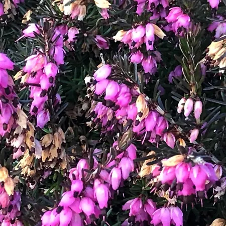 Railway Avenue Clifden