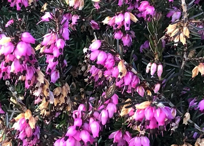 Railway Avenue Clifden